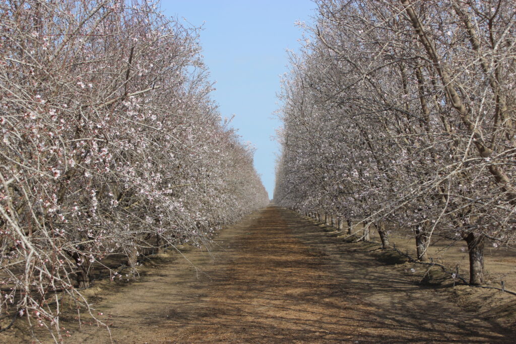 Febrero marca la época de la floración de los almendros, una vista espléndida en el sur del Valle de San Joaquín.