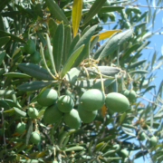 The 2023 olive crop was dominated by ‘shotberries’, small unfertilized fruit resulting from a process called parthenocarpy. Photo: Elizabeth Fichtner.