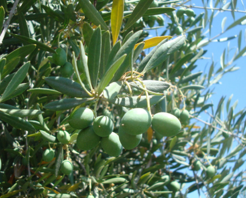 The 2023 olive crop was dominated by ‘shotberries’, small unfertilized fruit resulting from a process called parthenocarpy. Photo: Elizabeth Fichtner. 