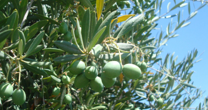 The 2023 olive crop was dominated by ‘shotberries’, small unfertilized fruit resulting from a process called parthenocarpy. Photo: Elizabeth Fichtner. 