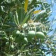 The 2023 olive crop was dominated by ‘shotberries’, small unfertilized fruit resulting from a process called parthenocarpy. Photo: Elizabeth Fichtner.